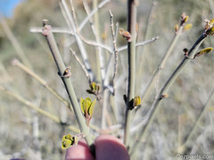 Justicia californica