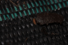 Haplophthalmus danicus