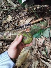 Klainedoxa gabonensis