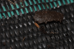 Haplophthalmus danicus