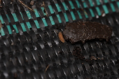 Haplophthalmus danicus