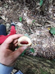 Klainedoxa gabonensis