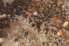 Isotomurus