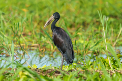 Anastomus lamelligerus