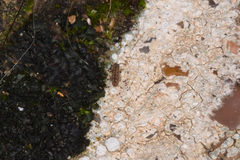 Isotomurus