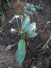 Hymenocallis tubiflora