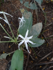 Hymenocallis tubiflora