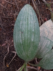 Hymenocallis tubiflora