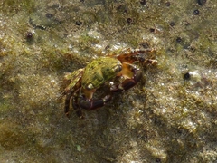 Pachygrapsus transversus