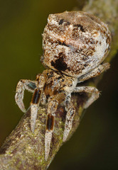 Hyptiotes paradoxus