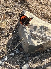 Vanessa vulcania