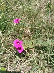 Petunia integrifolia