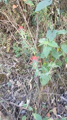 Castilleja arvensis arvensis