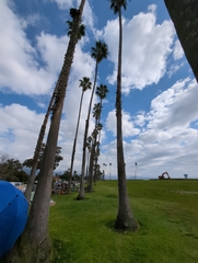 Washingtonia robusta
