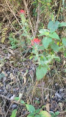Castilleja arvensis arvensis