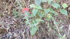 Castilleja arvensis arvensis