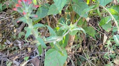 Castilleja arvensis arvensis