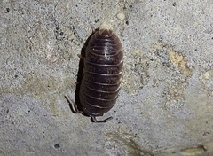 Armadillidium marmoratum