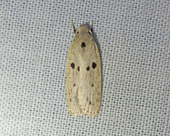 Scythropiodes issikii