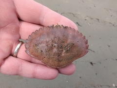 Metacarcinus anthonyi