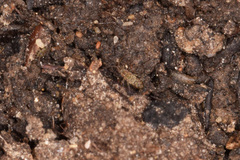 Isotomurus