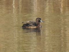 Aythya fuligula