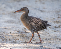 Rallus longirostris