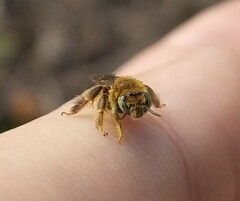 Apinae