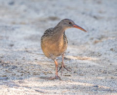 Rallus longirostris