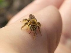 Apinae