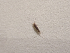 Ctenolepisma longicaudatum