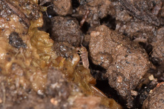 Isotominae