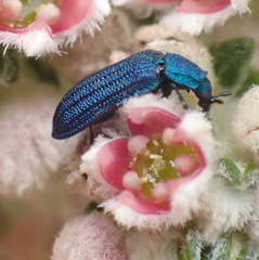 Melyris