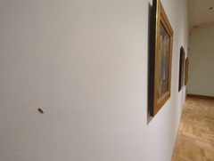 Ctenolepisma longicaudatum