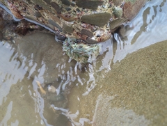 Anthopleura