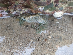 Anthopleura
