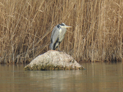 Ardea cinerea