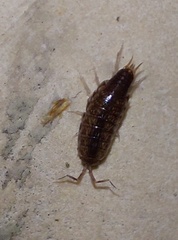 Chaetophiloscia hastata