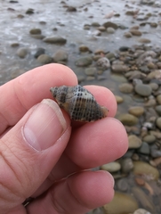 Acanthinucella