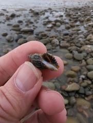 Acanthinucella