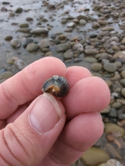 Acanthinucella