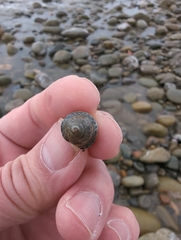 Acanthinucella