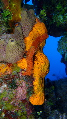 Ptilocaulis walpersii