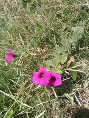 Petunia integrifolia