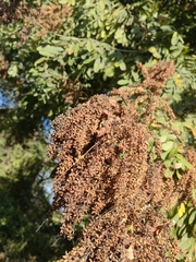 Apoplanesia paniculata