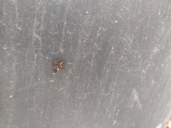 Calopteron bifasciatum