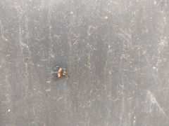 Calopteron bifasciatum