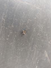 Calopteron bifasciatum