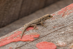 Lygodactylus gutturalis