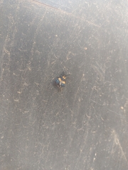 Calopteron bifasciatum